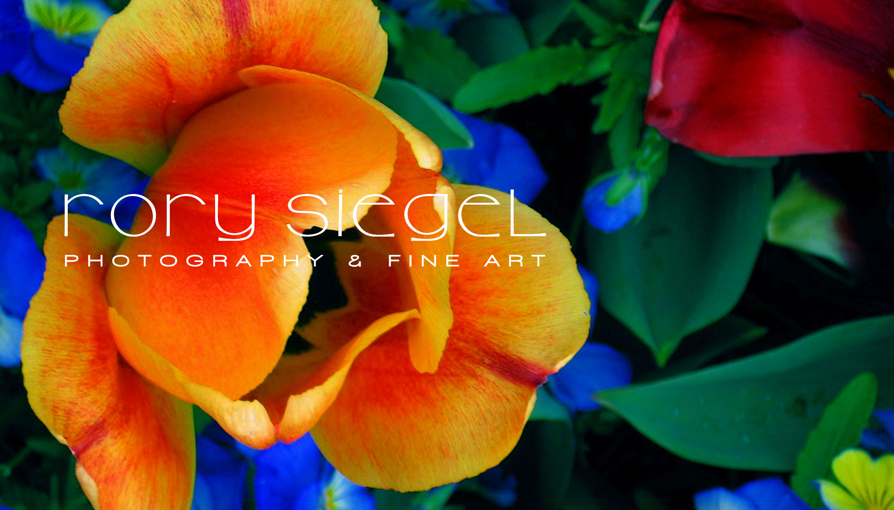 Rory Siegel - Artist Website